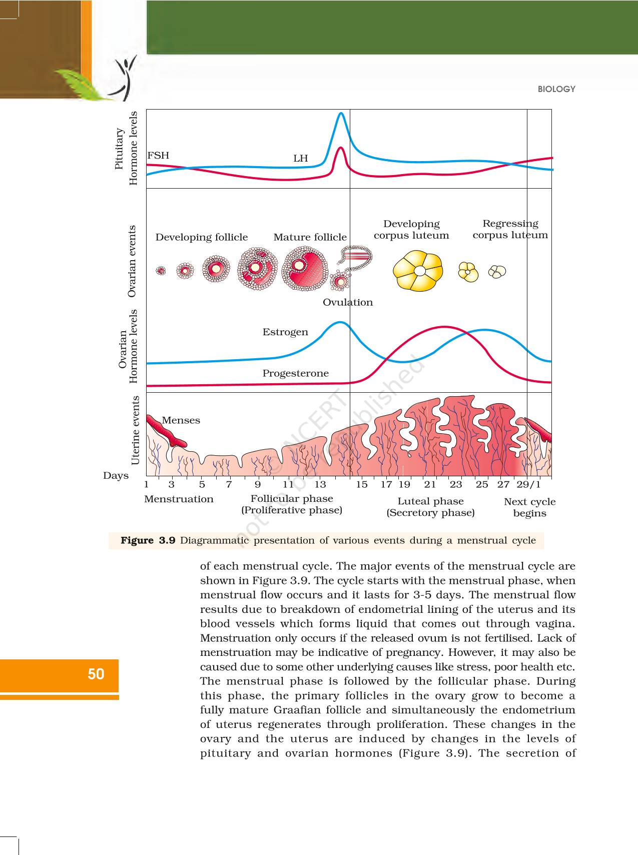 Human Reproduction Ncert Book Of Class 12 Biology 2461